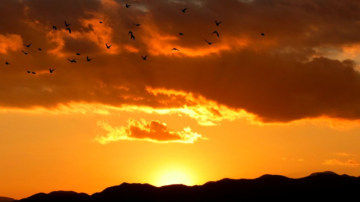 夕焼け鳥の休息 鳥と夕焼け | GANREF