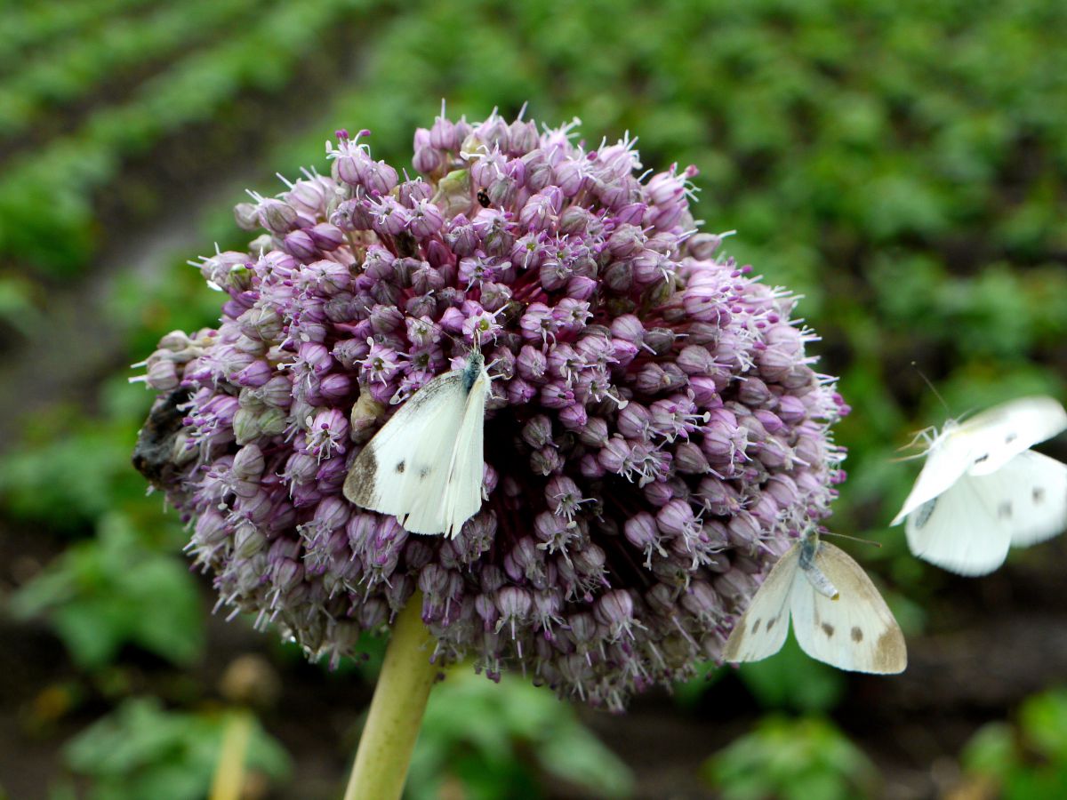 ギガンチュームに誘われて GANREF