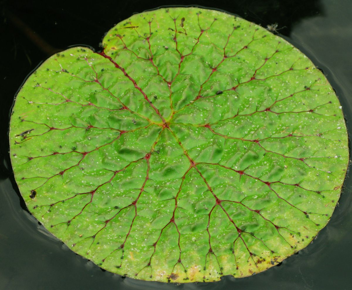 Round Leaf | GANREF