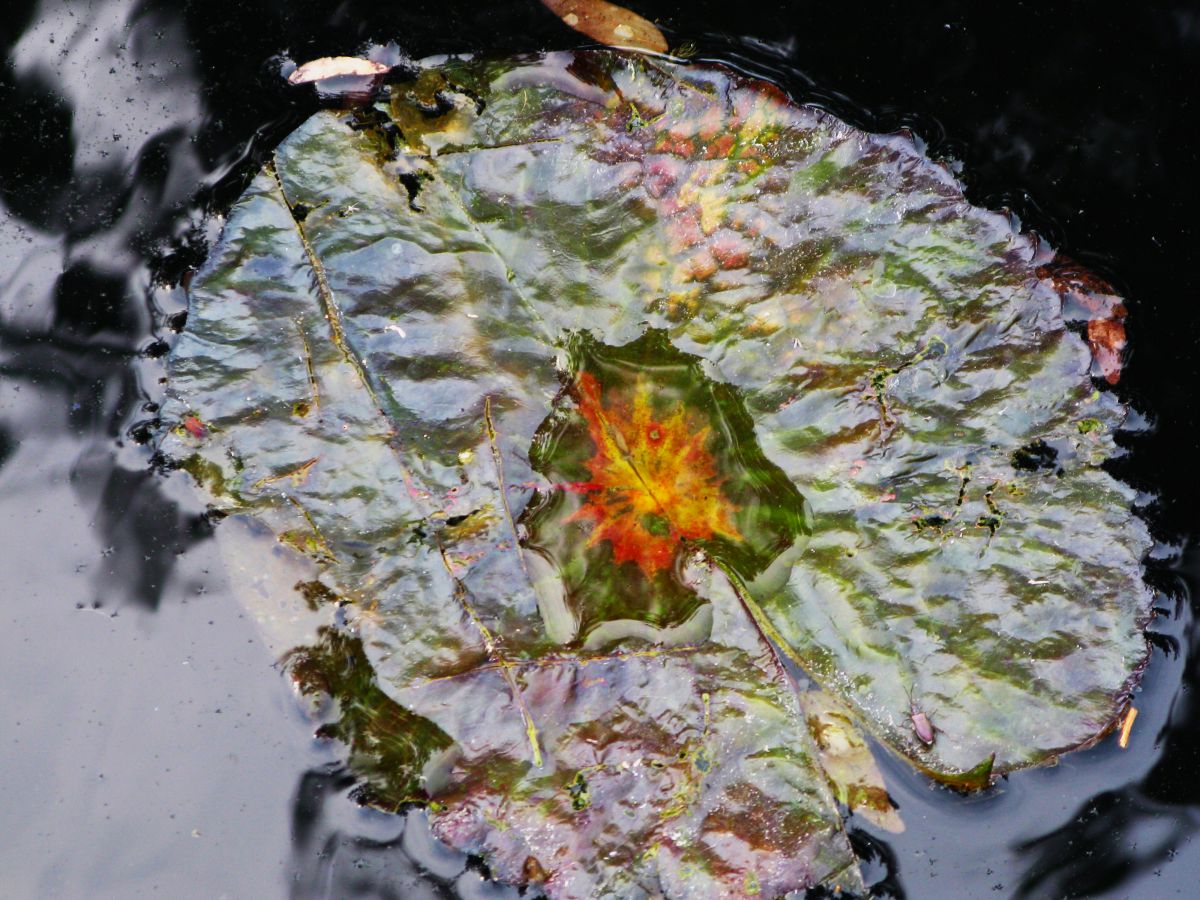 Floating Leaf | GANREF