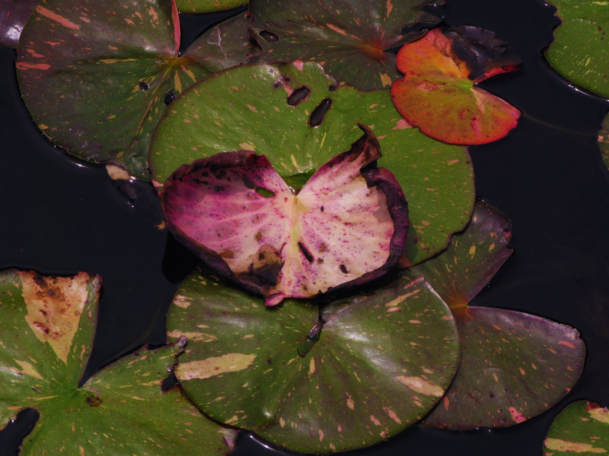 Pink Lotus Leaf | GANREF