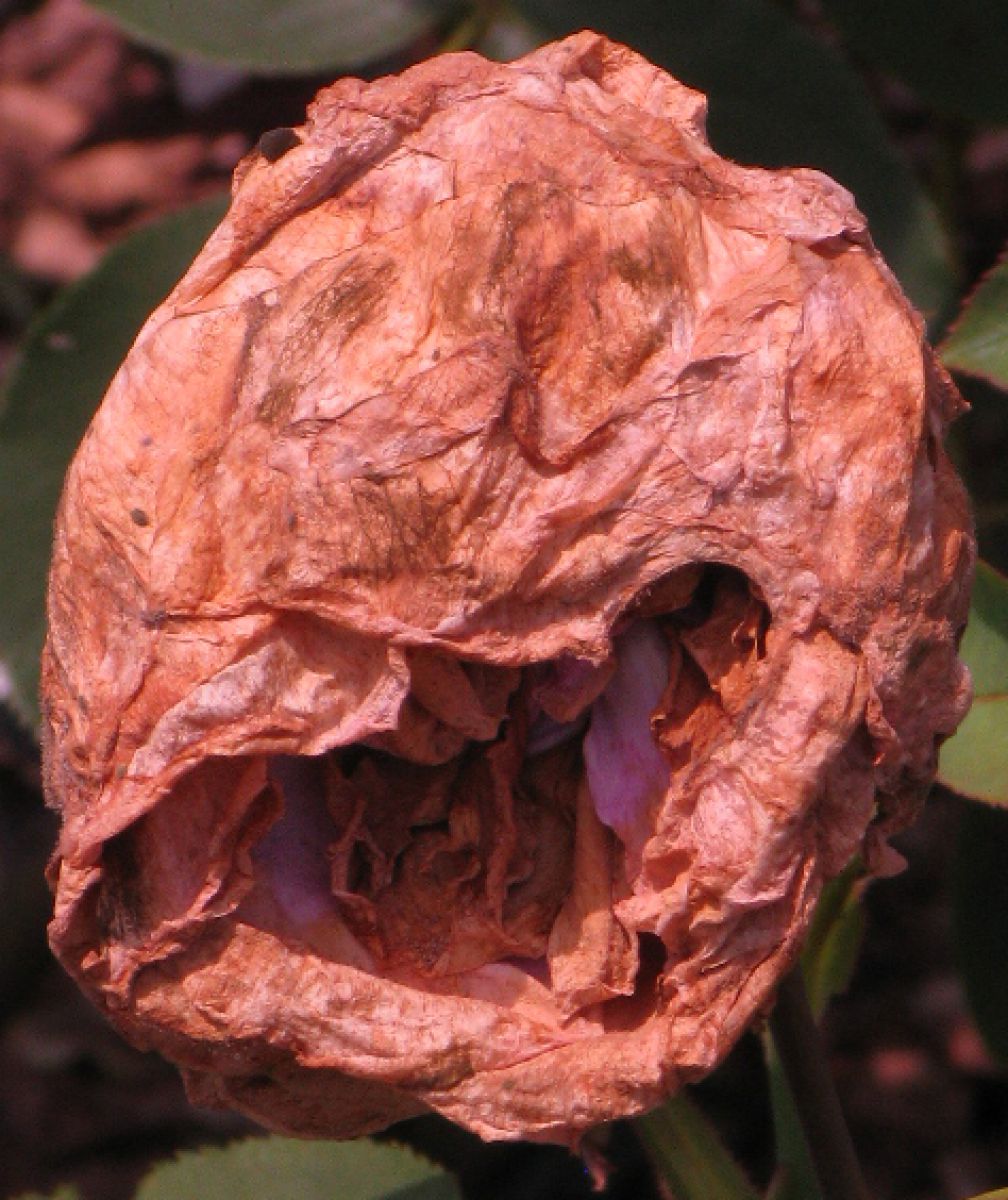 Pink Dry Rose Butt | GANREF