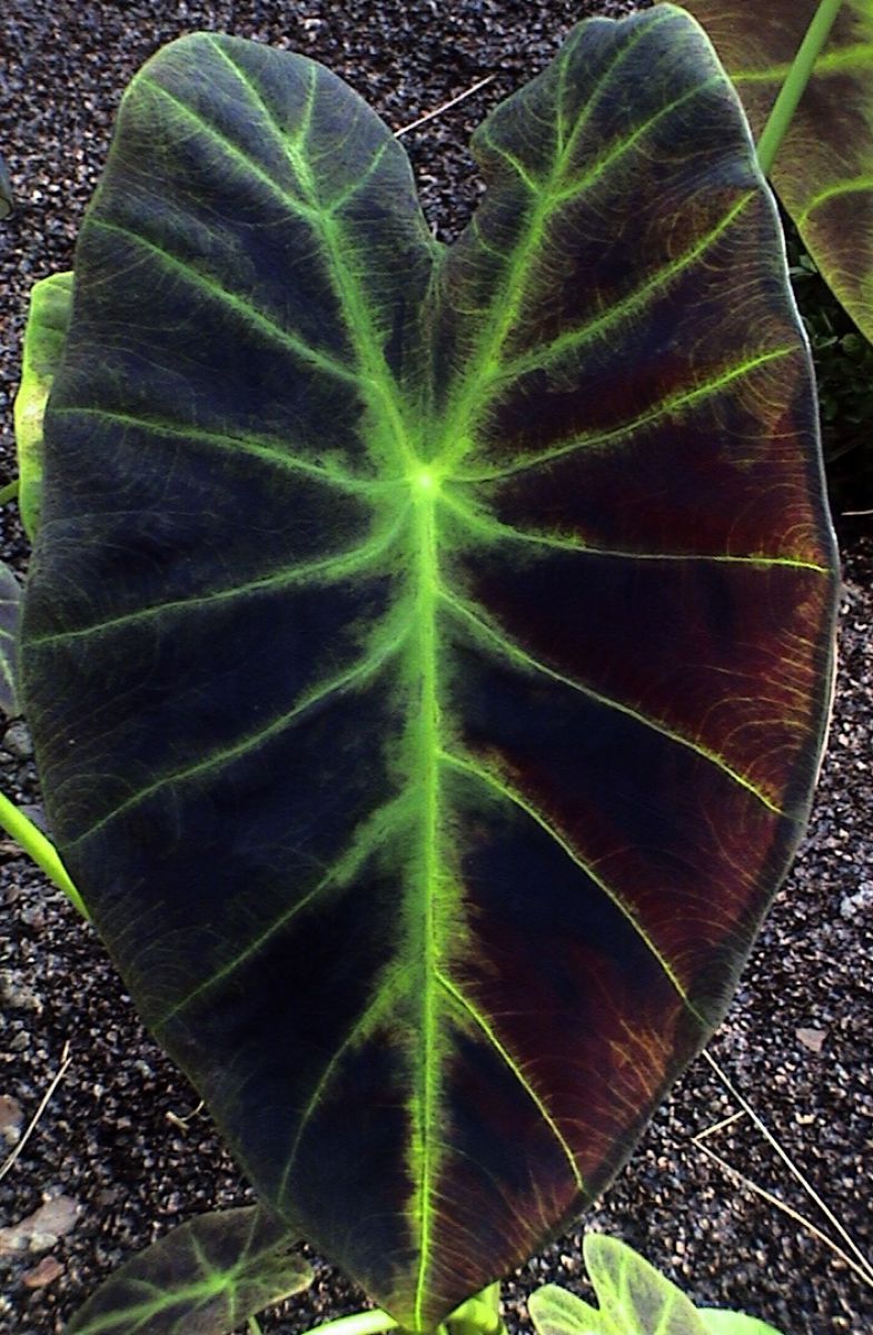 Black Leaf | GANREF