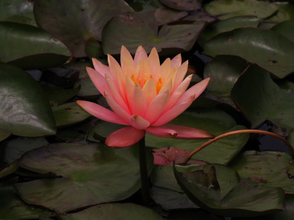 Pink Lotus | GANREF