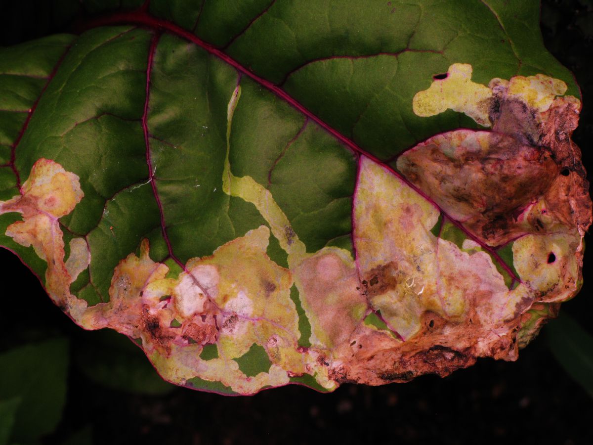 Leaf | GANREF