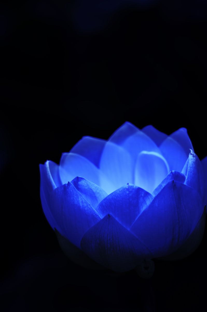 blue light | GANREF