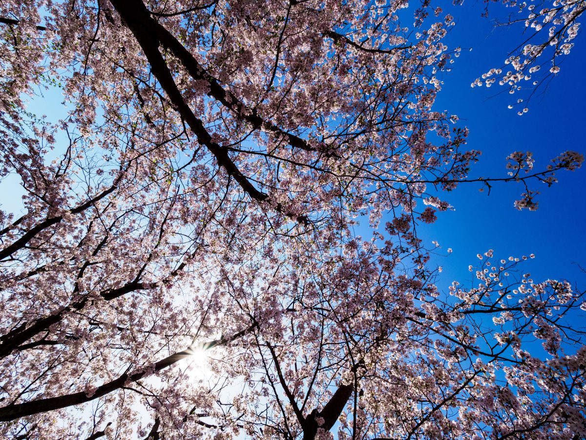桜満開 二十間道路桜並木の花見・桜情報【2025】｜ウェザーニュース
