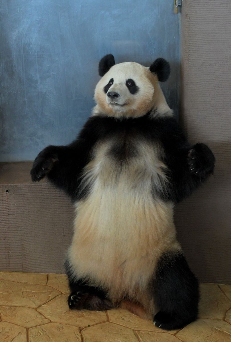 パンダ、大地に立つ！ | GANREF