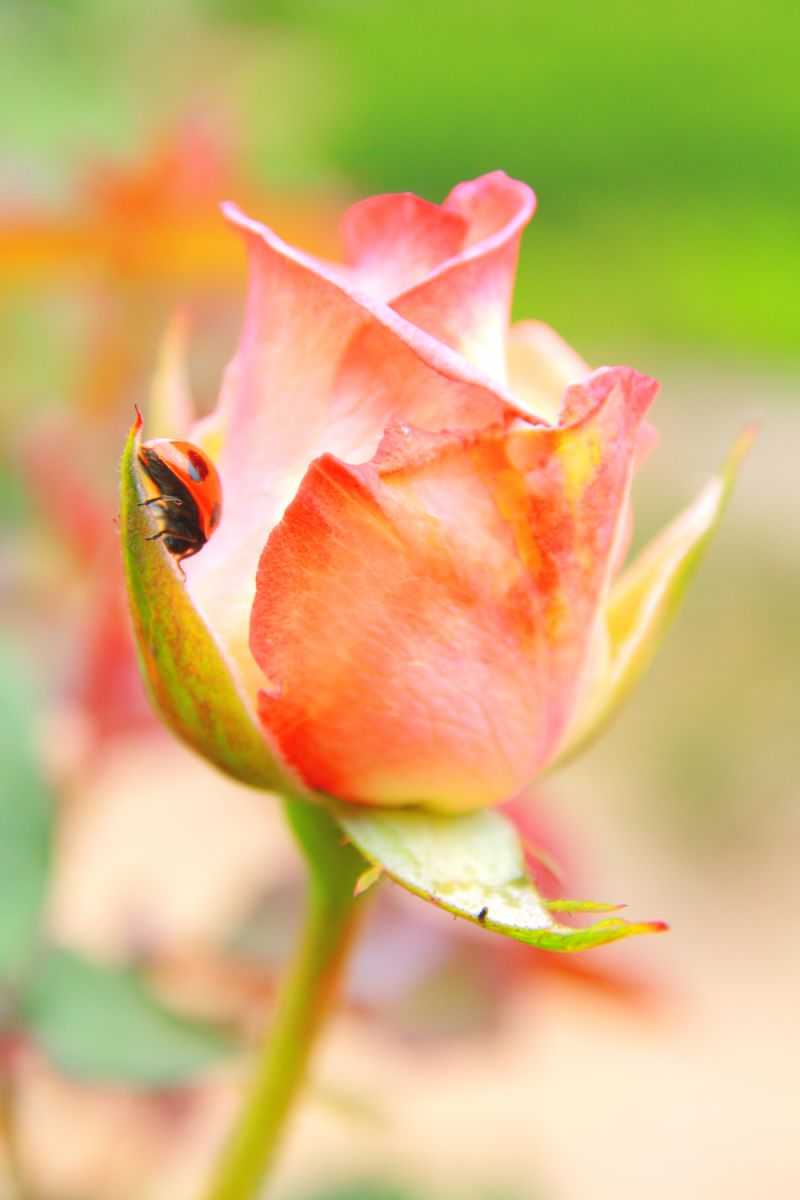 夏の季語 Ganref 夏の季語 Ganref