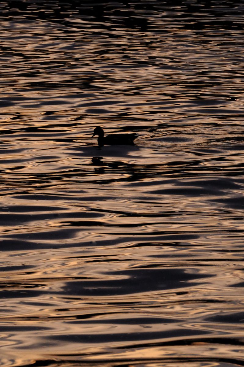 Black Bird | GANREF