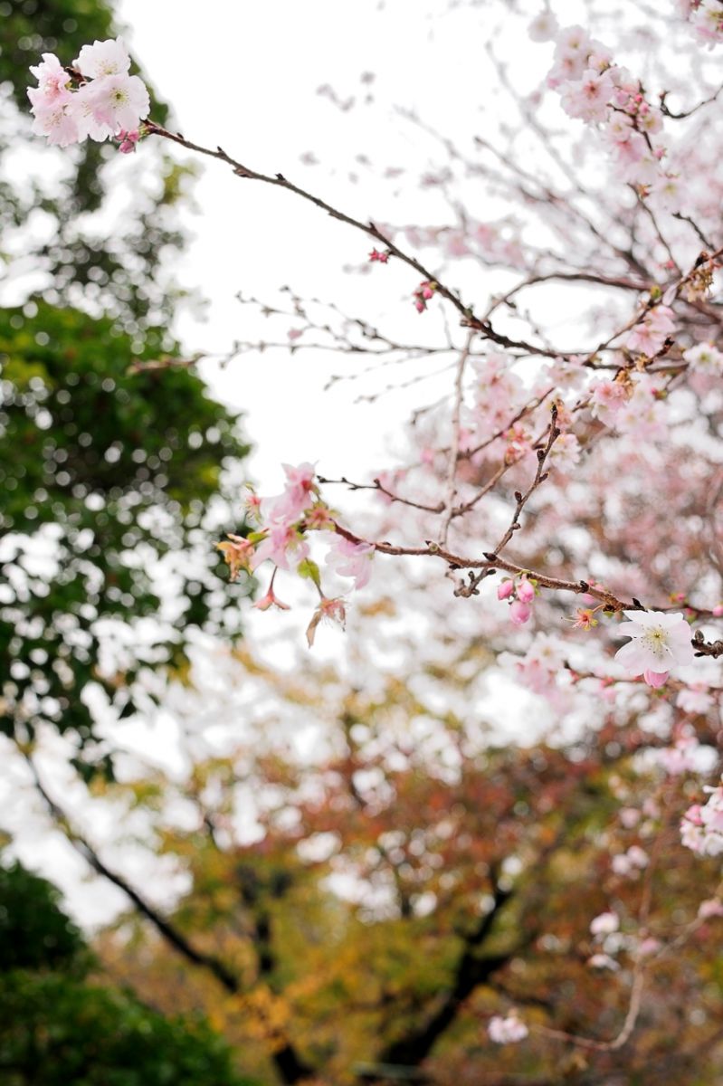 冬桜? | GANREF