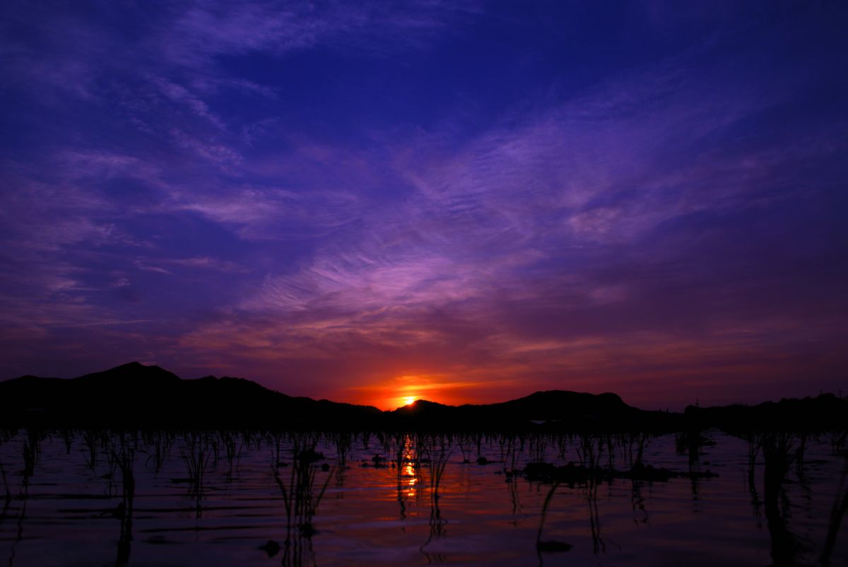 水田と夕日 | GANREF