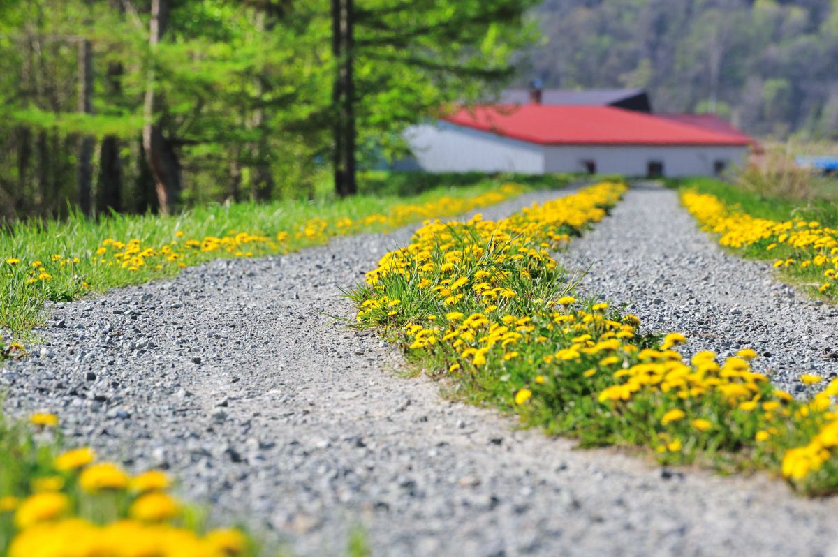 タンポポの道 | GANREF