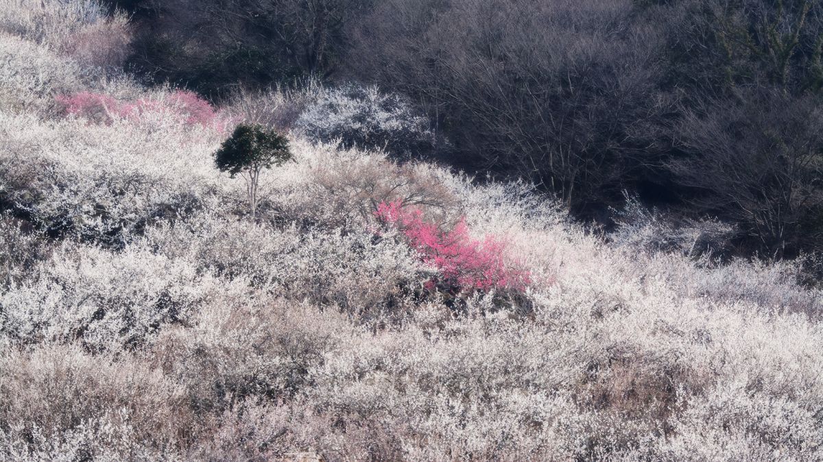 春の波 | GANREF