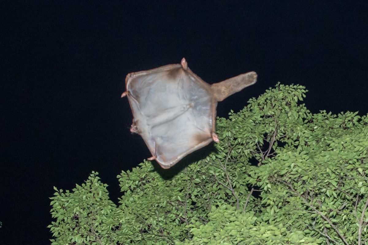 空飛ぶ座布団 動物 小動物 Ganref