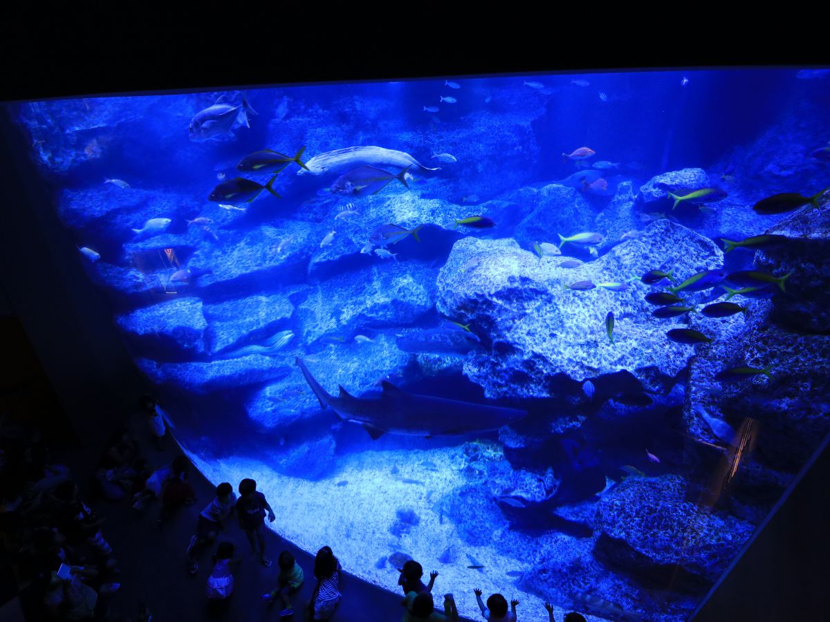 巨大水槽 | GANREF