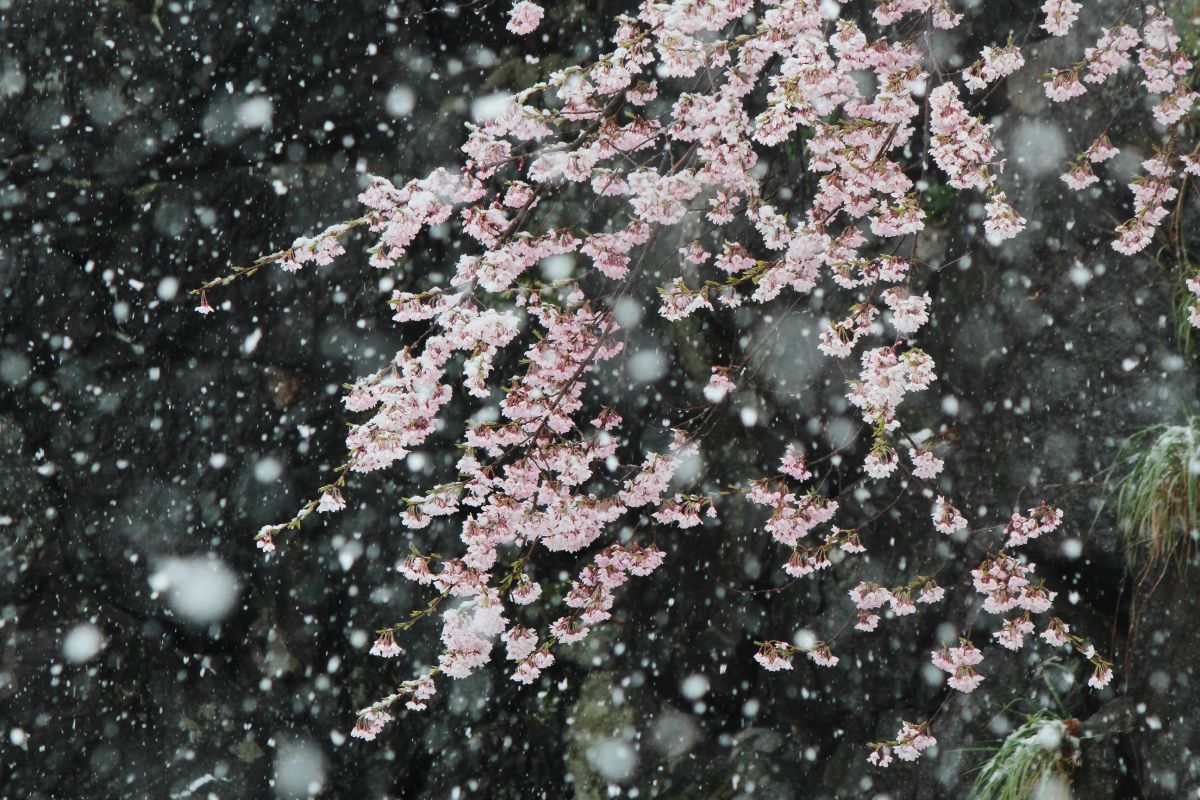 桜、吹雪。 | GANREF