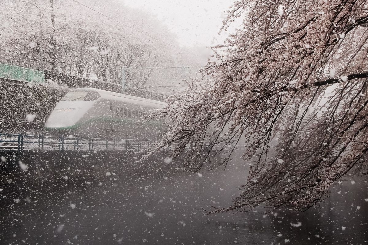 品多く 霞城の桜と雪、つばさ GANREF | 版画