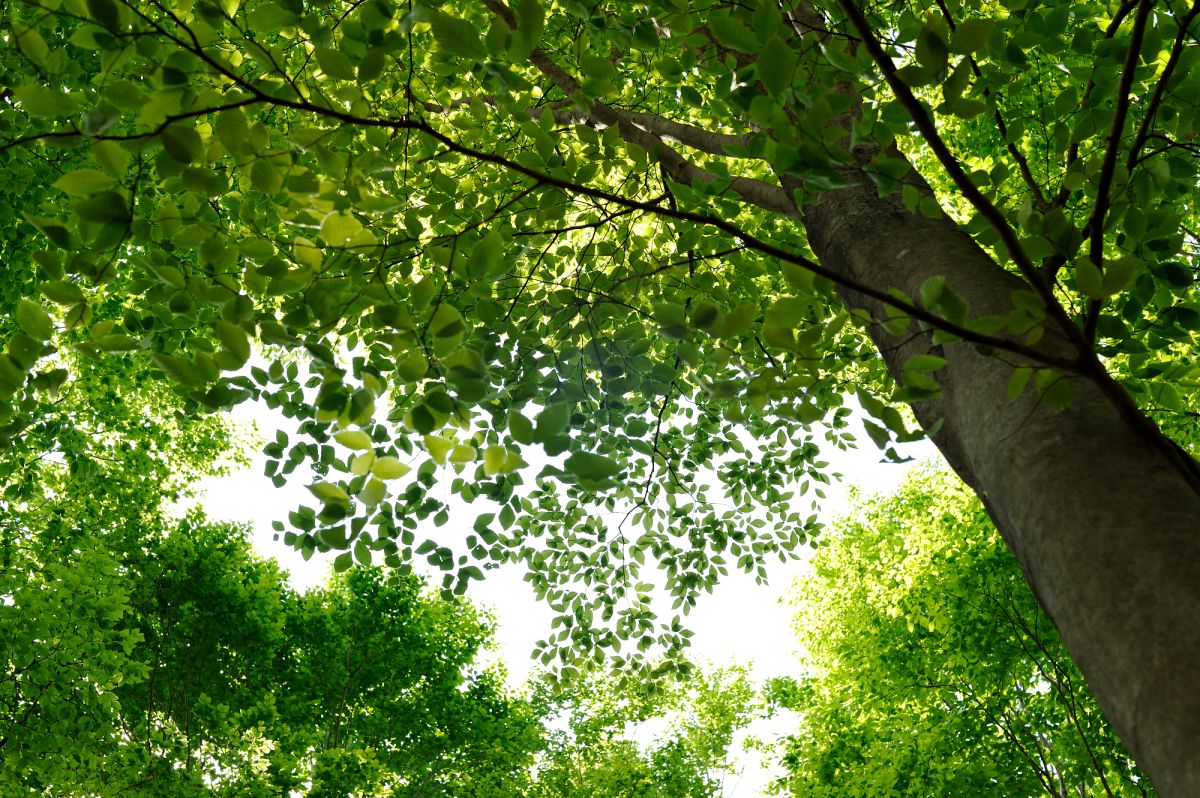 Green Leaf | GANREF