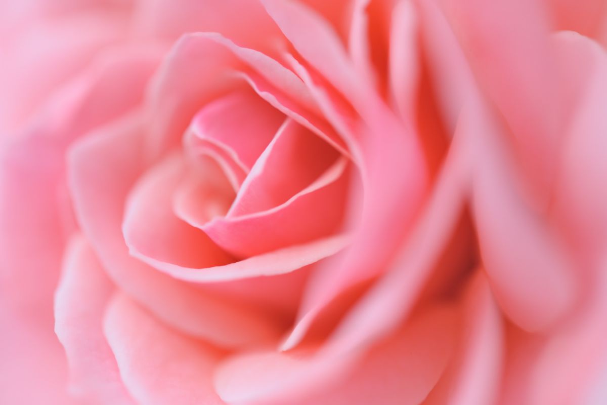 PINK ROSE | GANREF