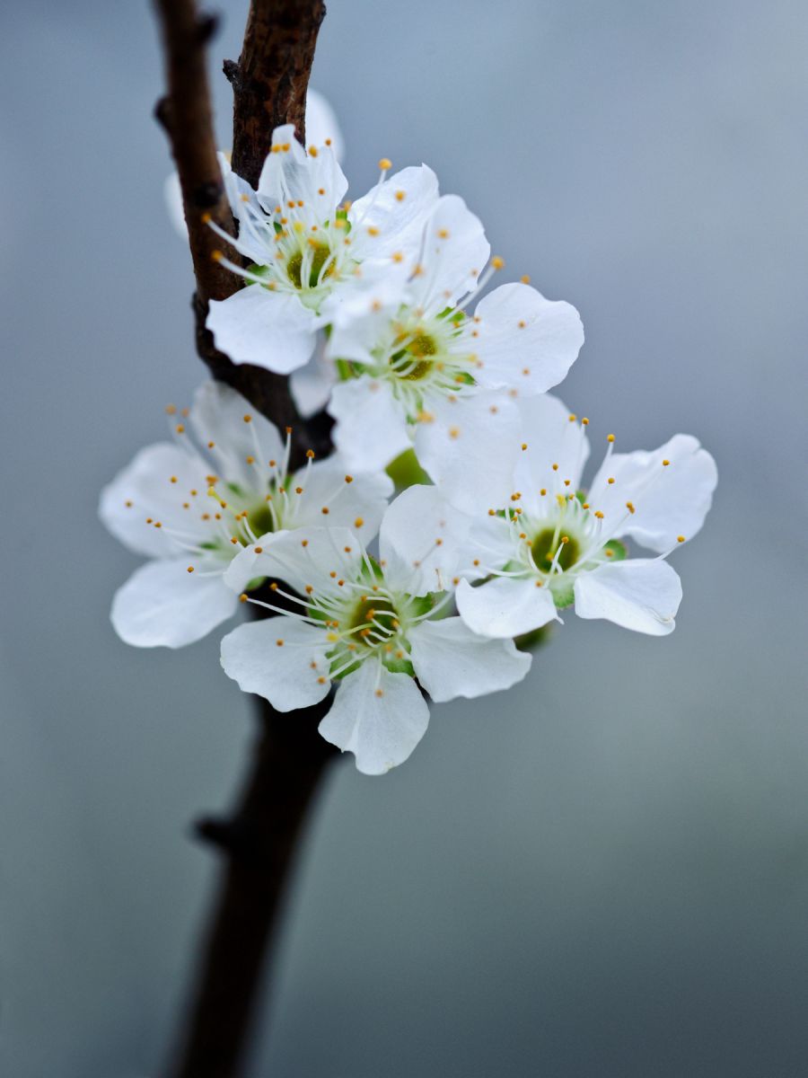 夕顔 杏の花 梅の花 など絵の掛け軸6点まとめ売り 411y6iMm1dL._SS200_.jpg