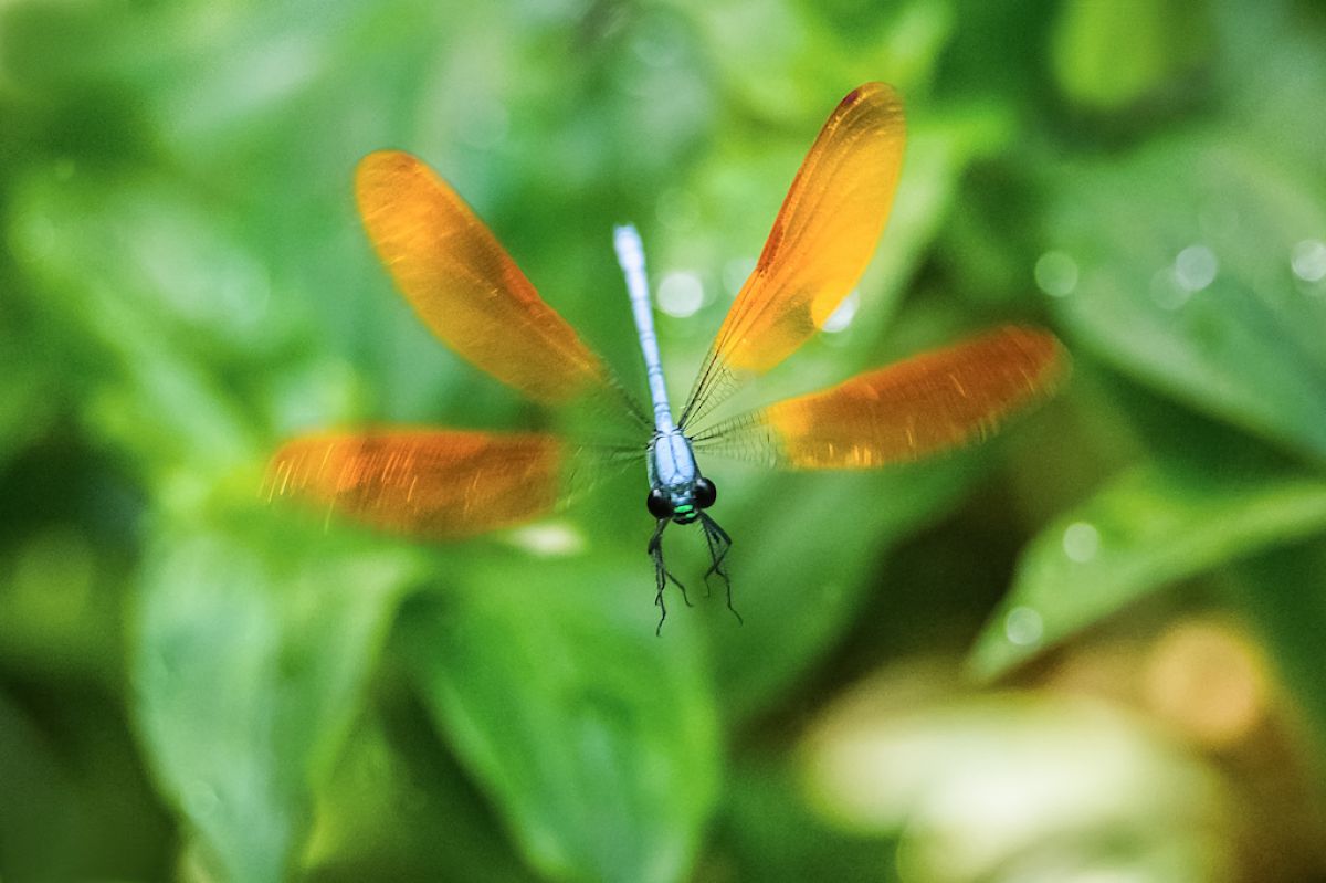 トンボのジャンケン遊び(パーだよ~) | GANREF