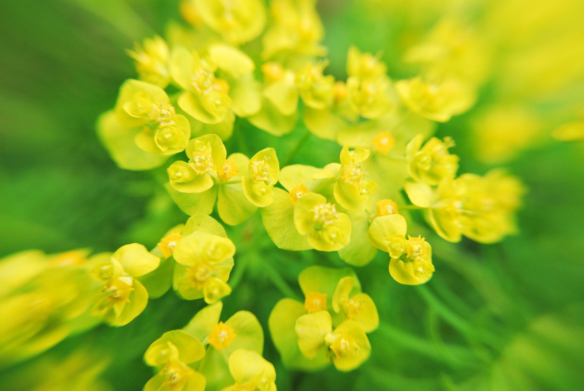 yellow !!! | GANREF