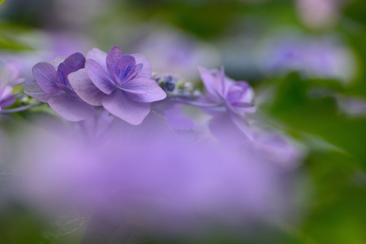 Light Purple | GANREF
