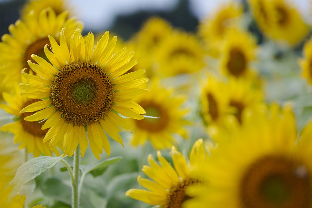 SUMMER | GANREF