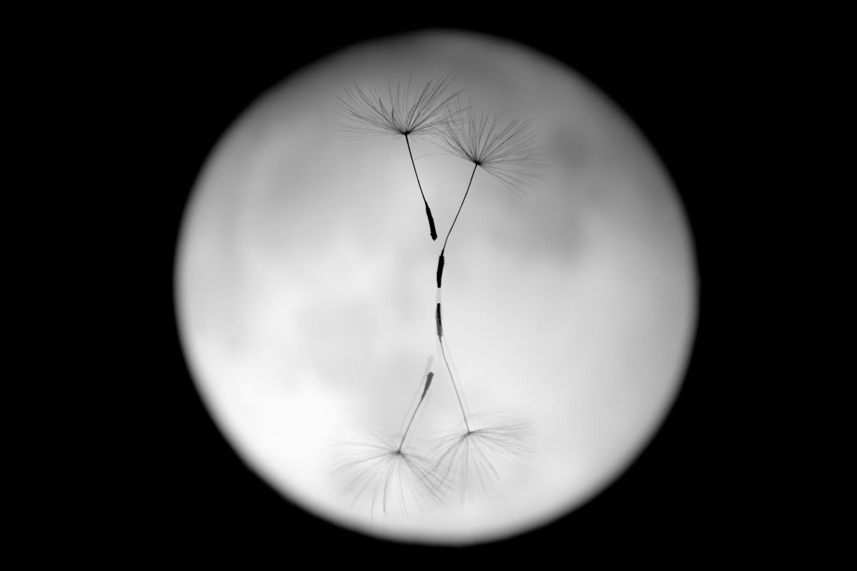 MOON DANCER | GANREF