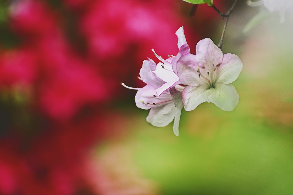 May flower | GANREF