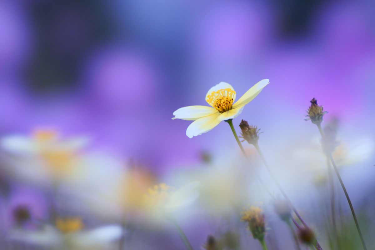 Winter Color | GANREF