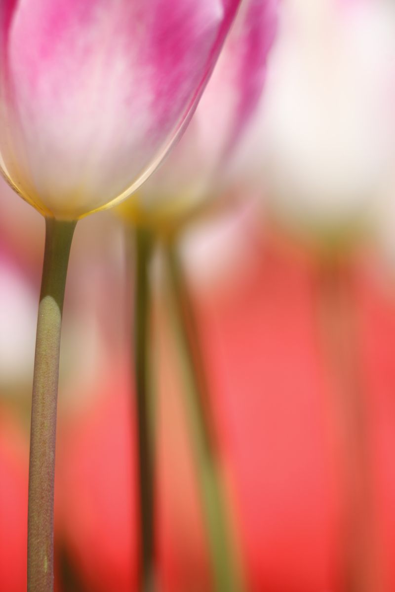Spring Color | GANREF