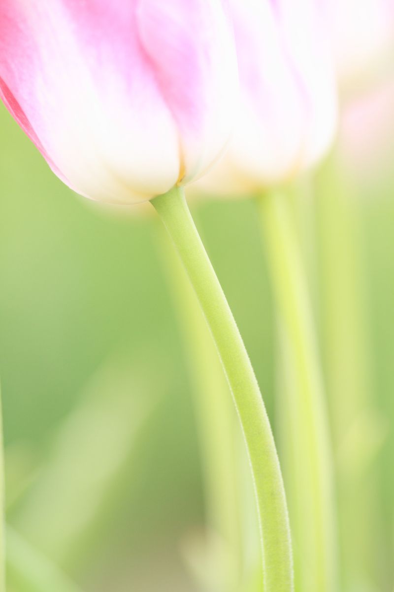 in the spring dream | GANREF