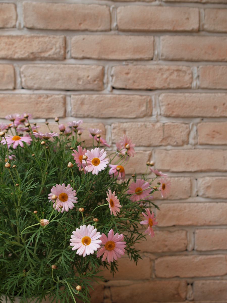 pink flower | GANREF