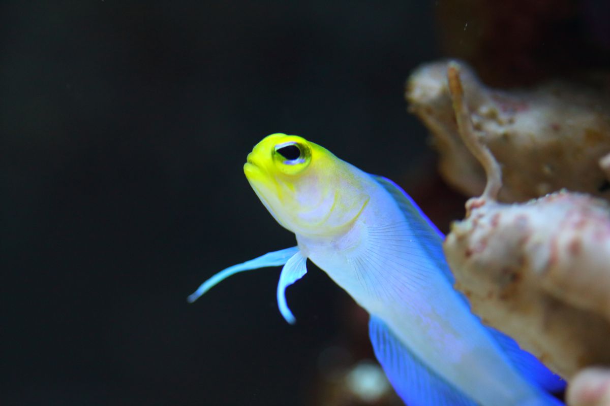 yellow head joe | GANREF