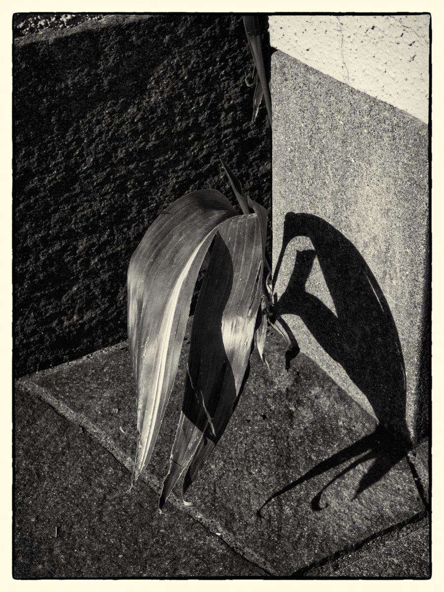 leaf | GANREF