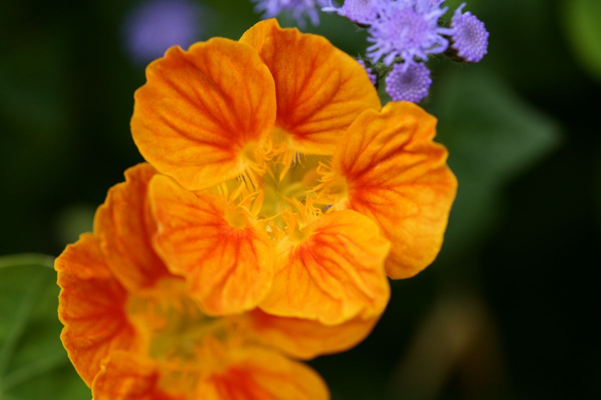 繊細花弁 | GANREF