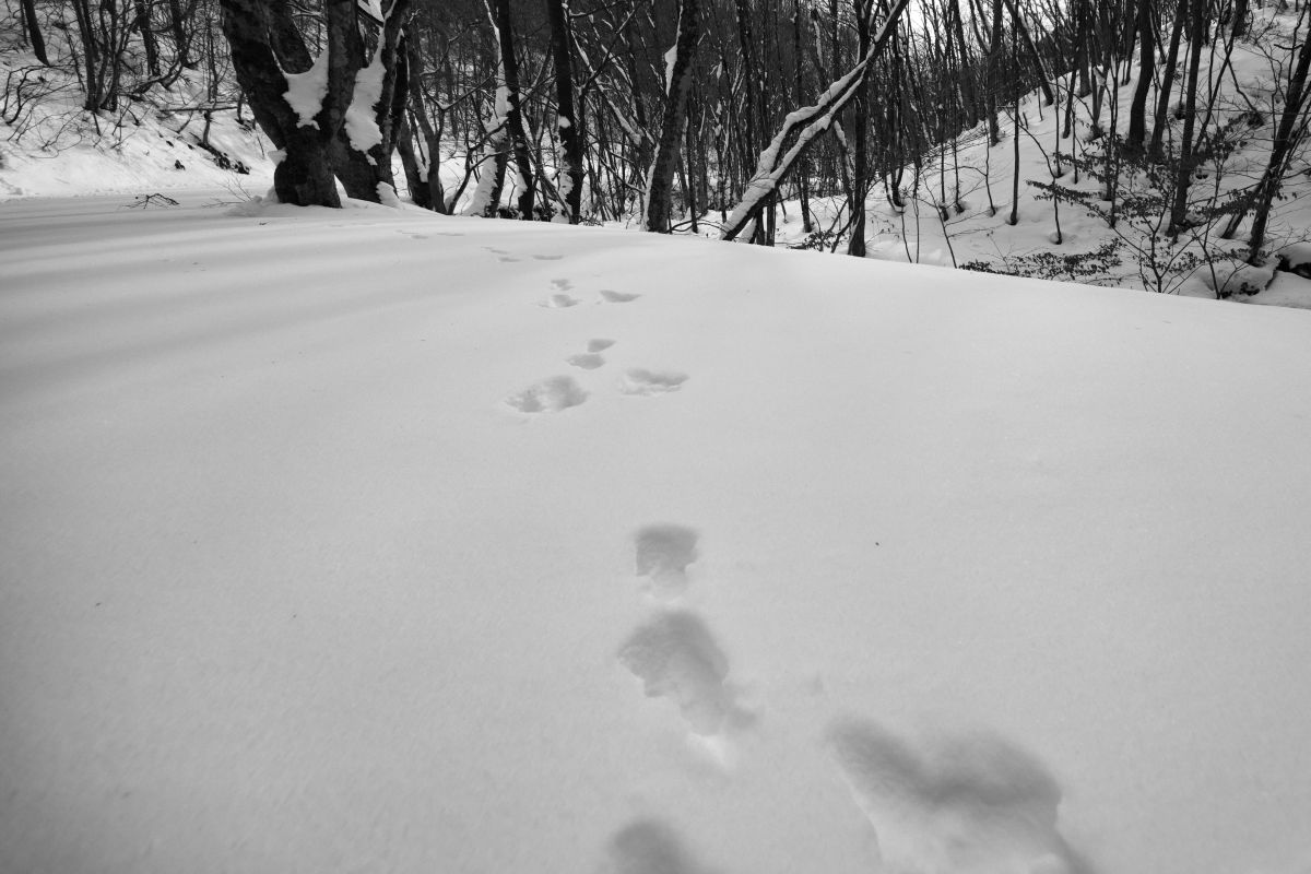 trail | GANREF