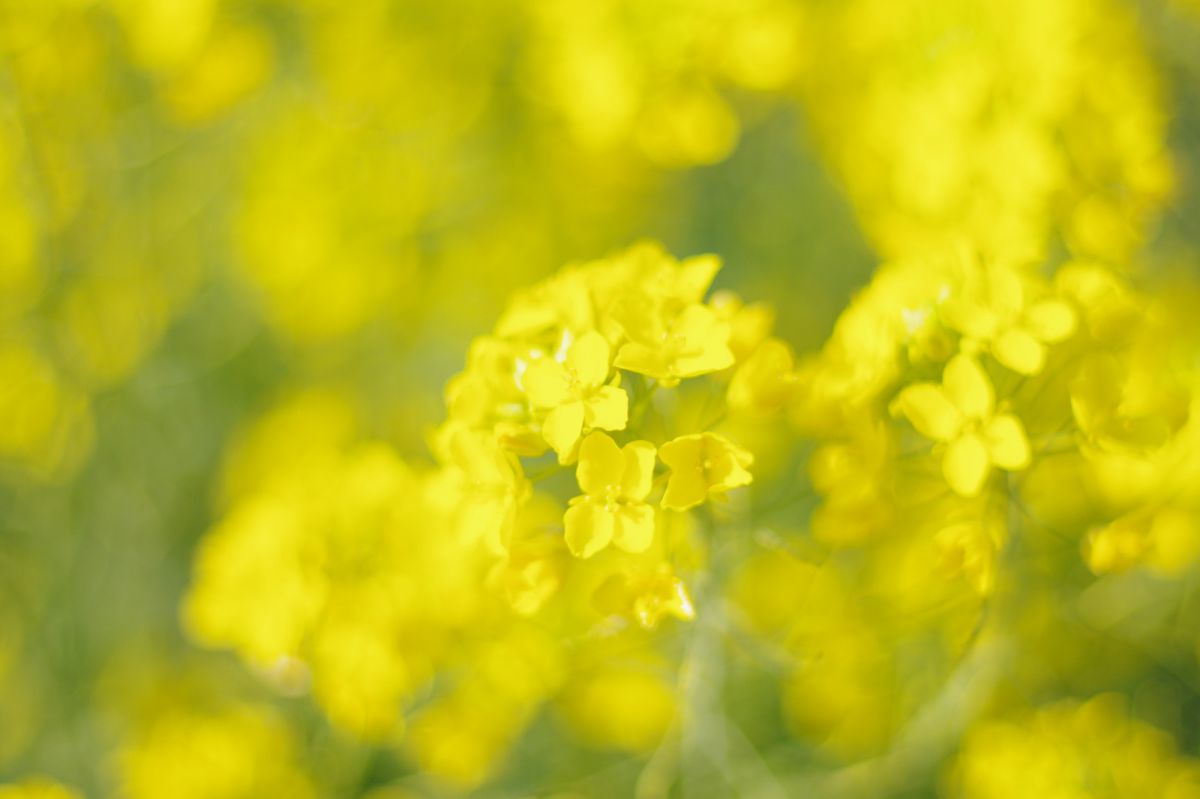 yellow | GANREF