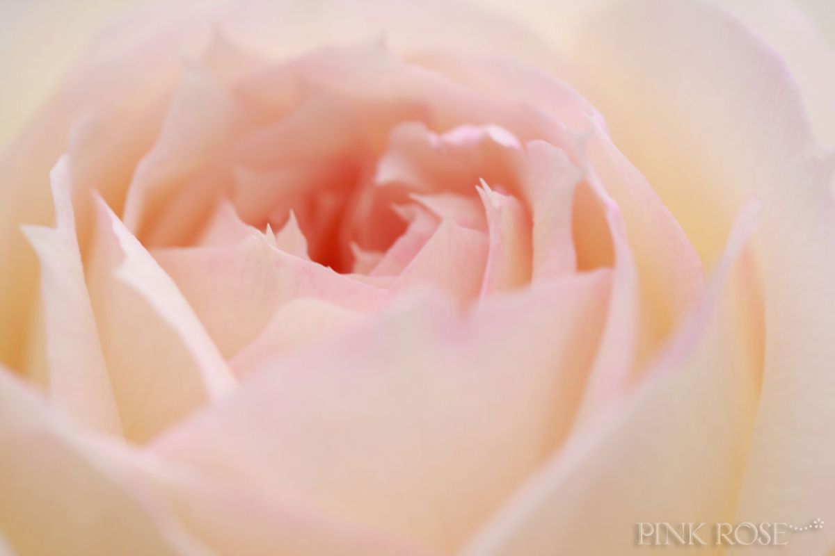 pink rose | GANREF