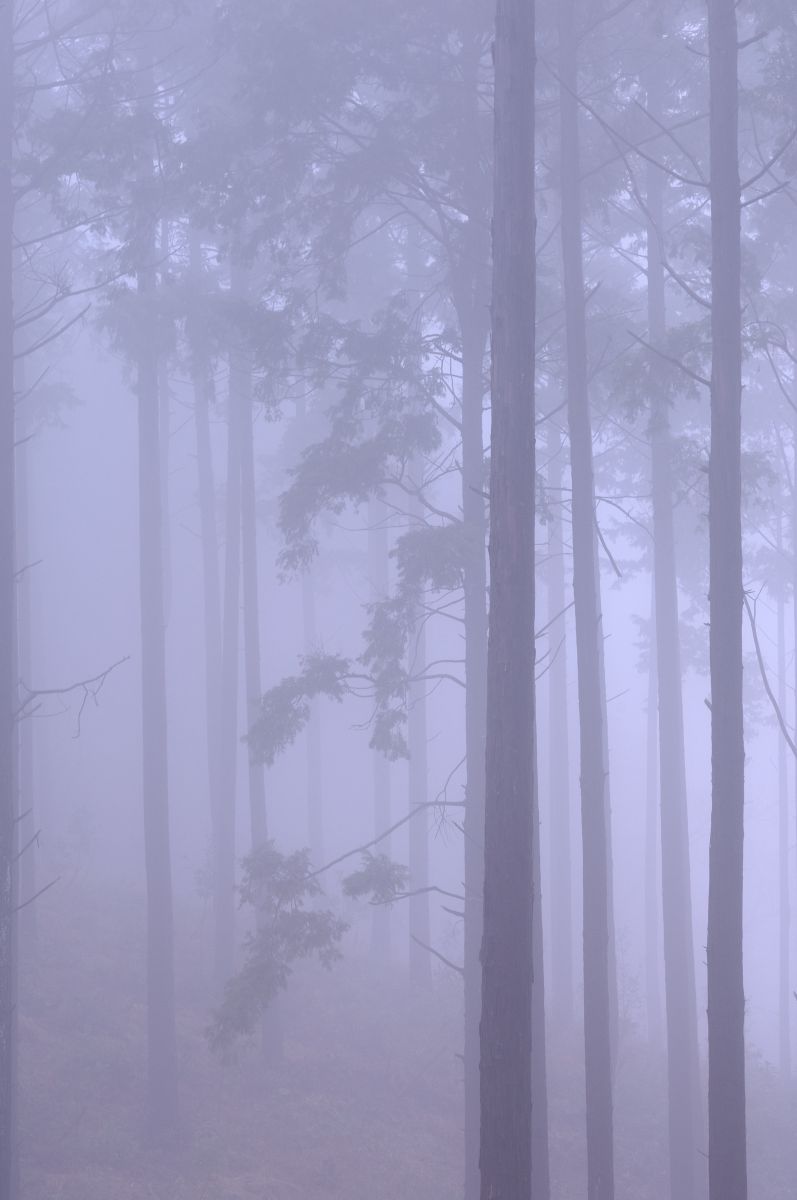 深い霧の朝 | GANREF