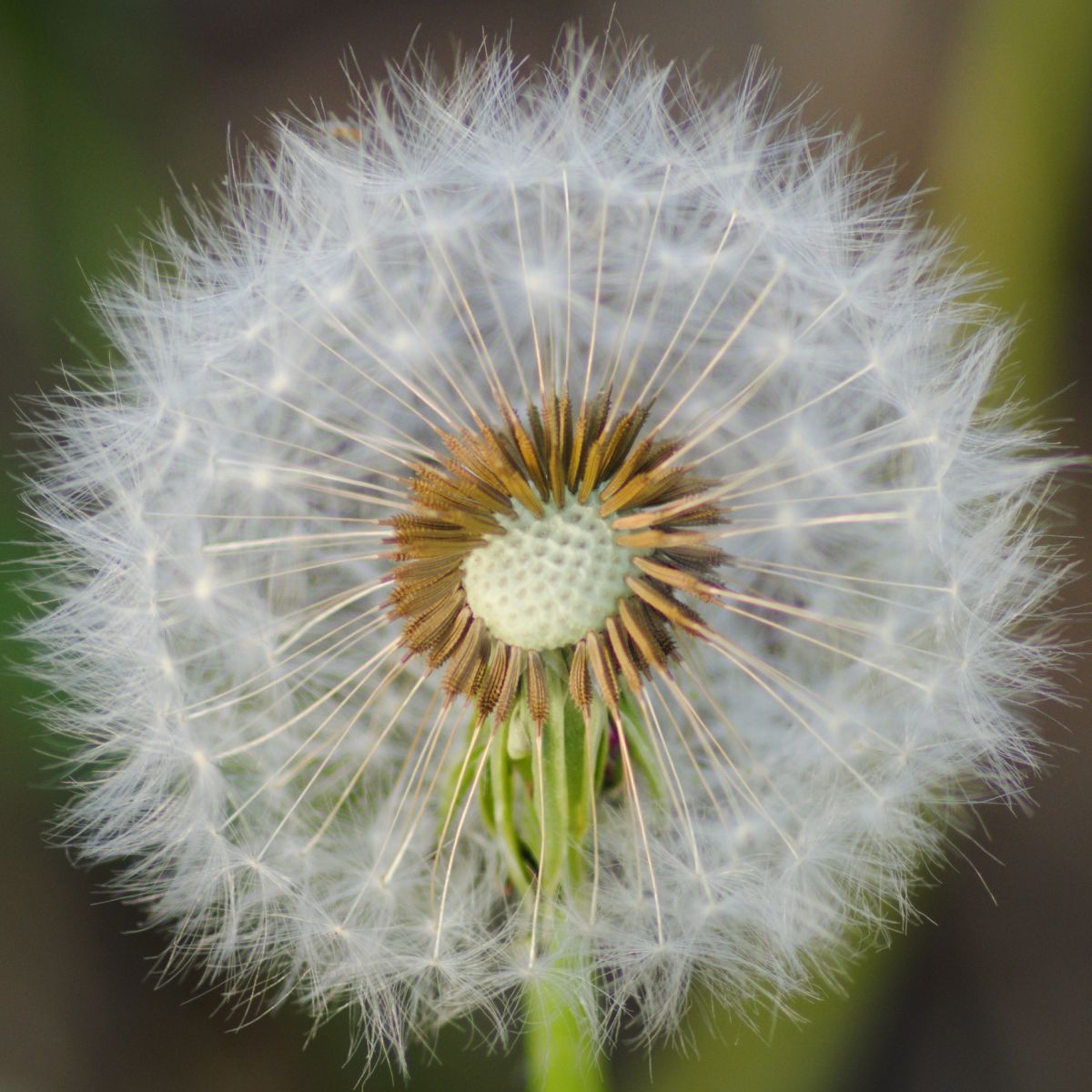 タンポポの構造 | GANREF