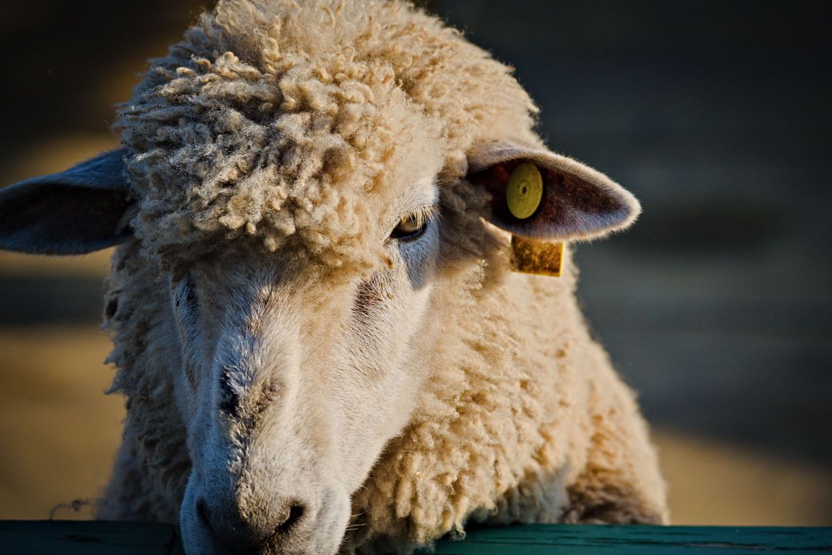 イケメン 動物 家畜 Ganref