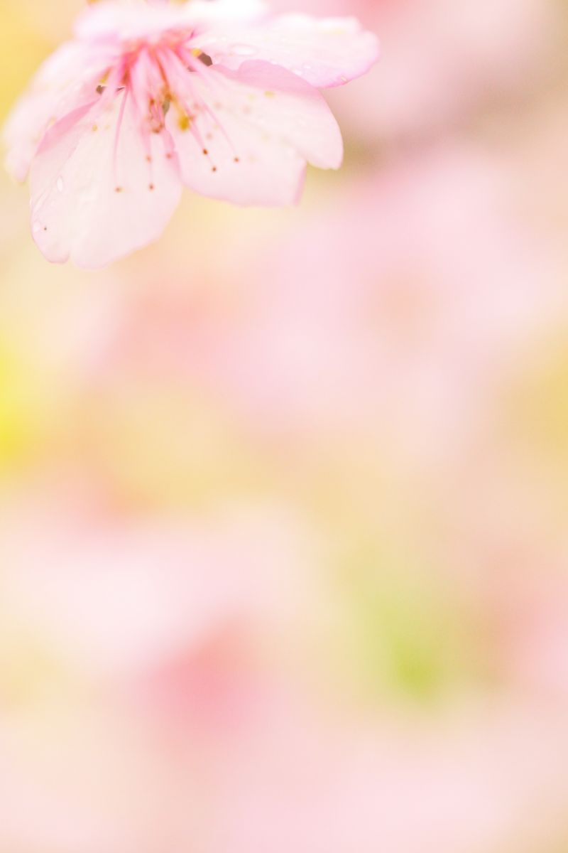 SPRING DREAM | GANREF