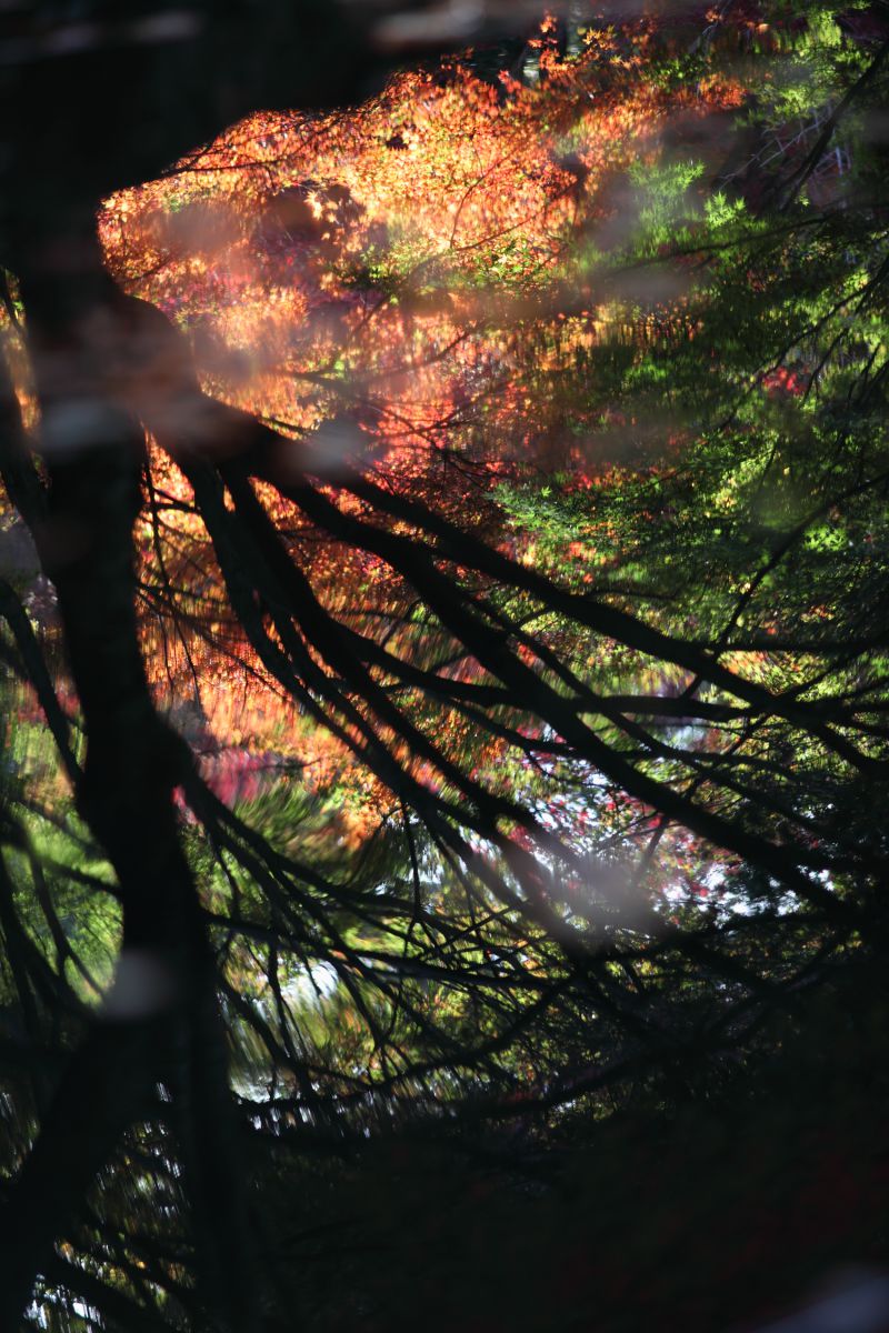 FALL REFLECTION | GANREF