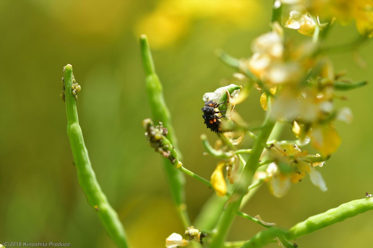 菜の花のアブラムシを食すてんとう虫の幼虫 Ganref