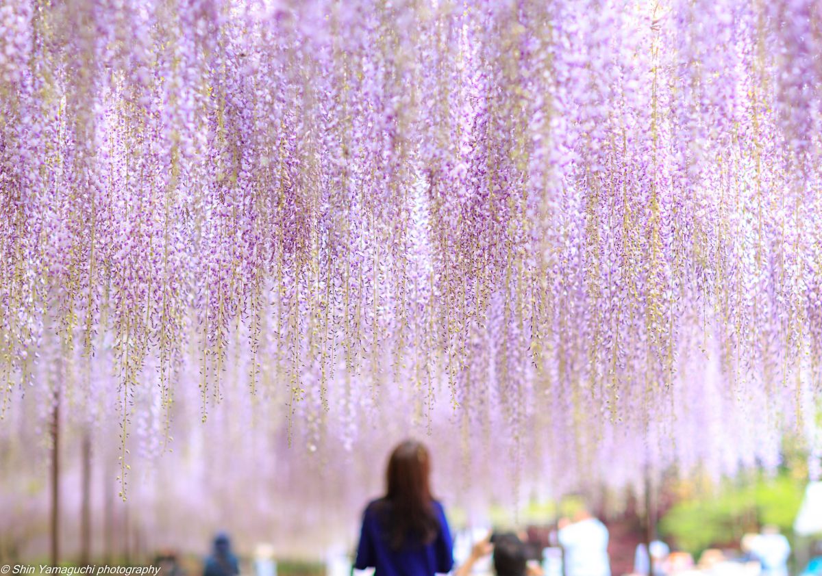 purple rain | GANREF