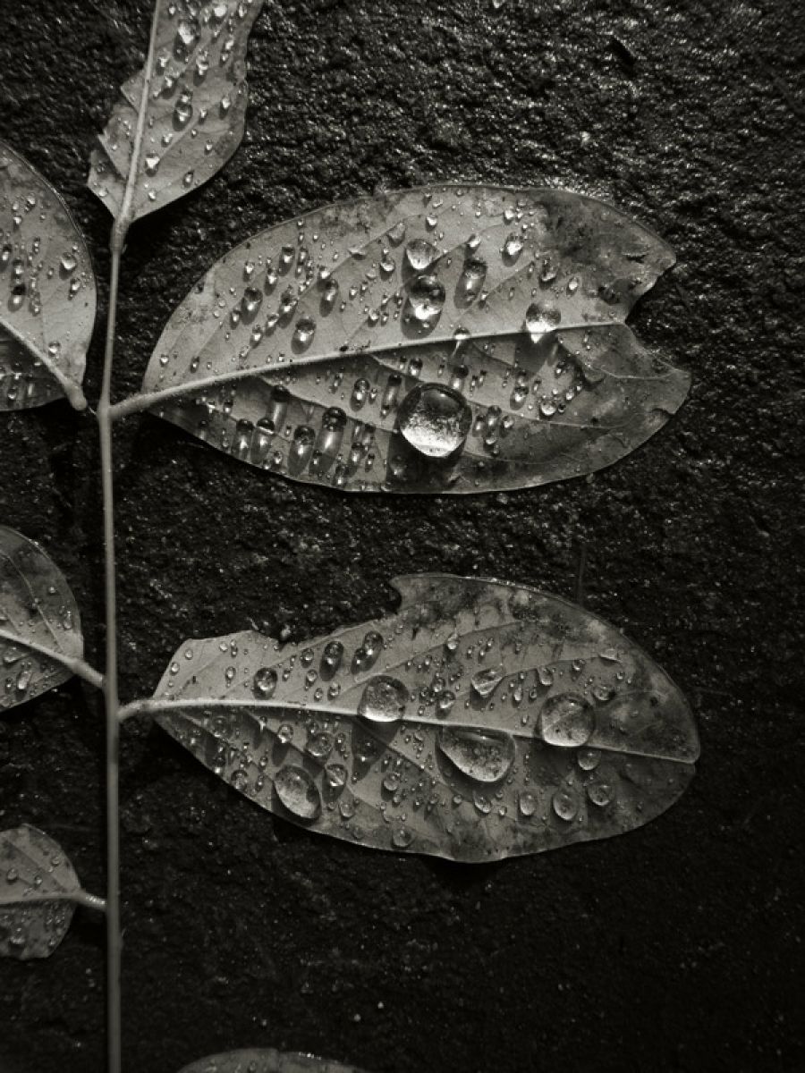 leaf | GANREF