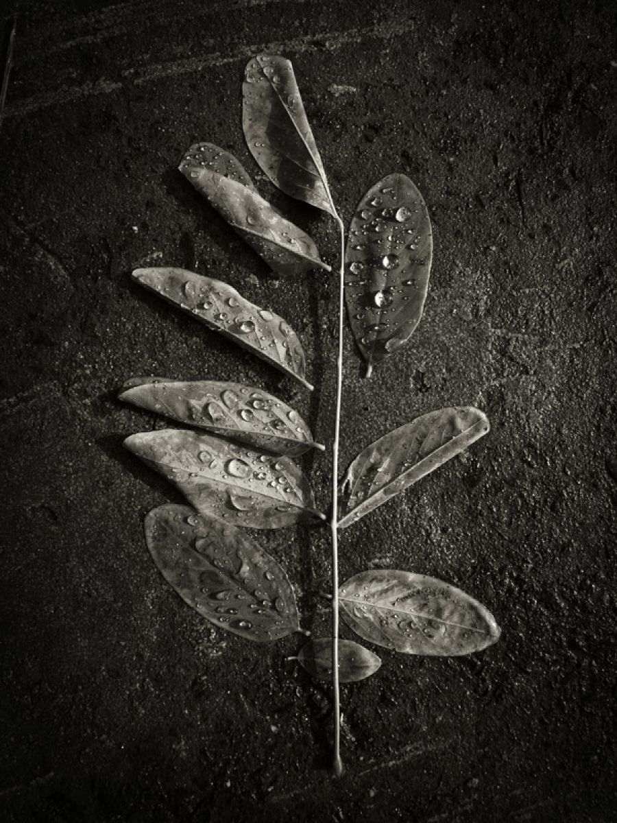 leaf | GANREF